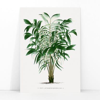 Botanical illustration poster of a palm plant and palm tree from Les Palmiers Histoire Iconographique by Oswald de Kerchove de Denterghem, framed and displayed in modern living room decor
