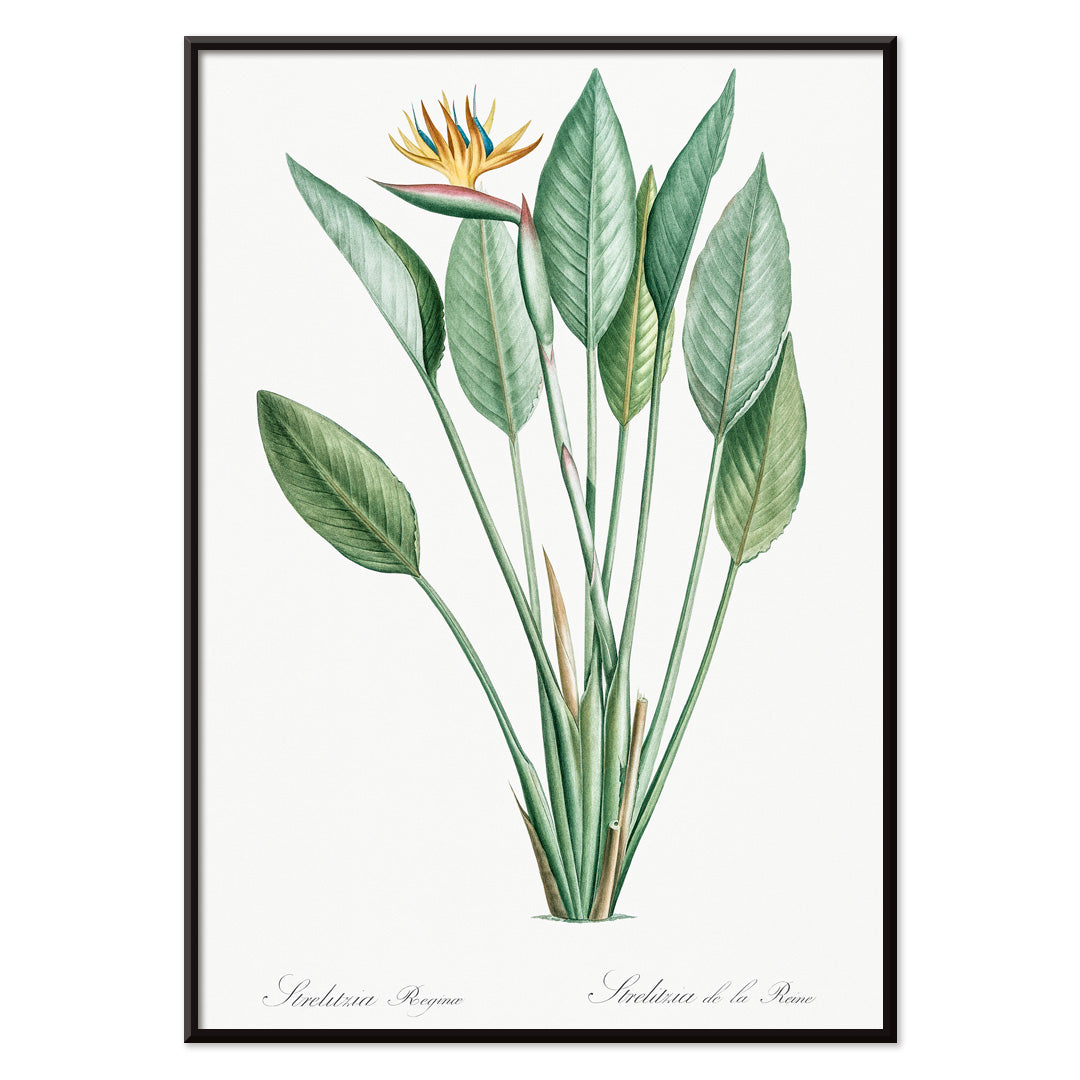 Botanical bird of paradise illustration by Pierre-Joseph Redoute from Les liliacees with green leaves poster, with black aluminium frame on white background