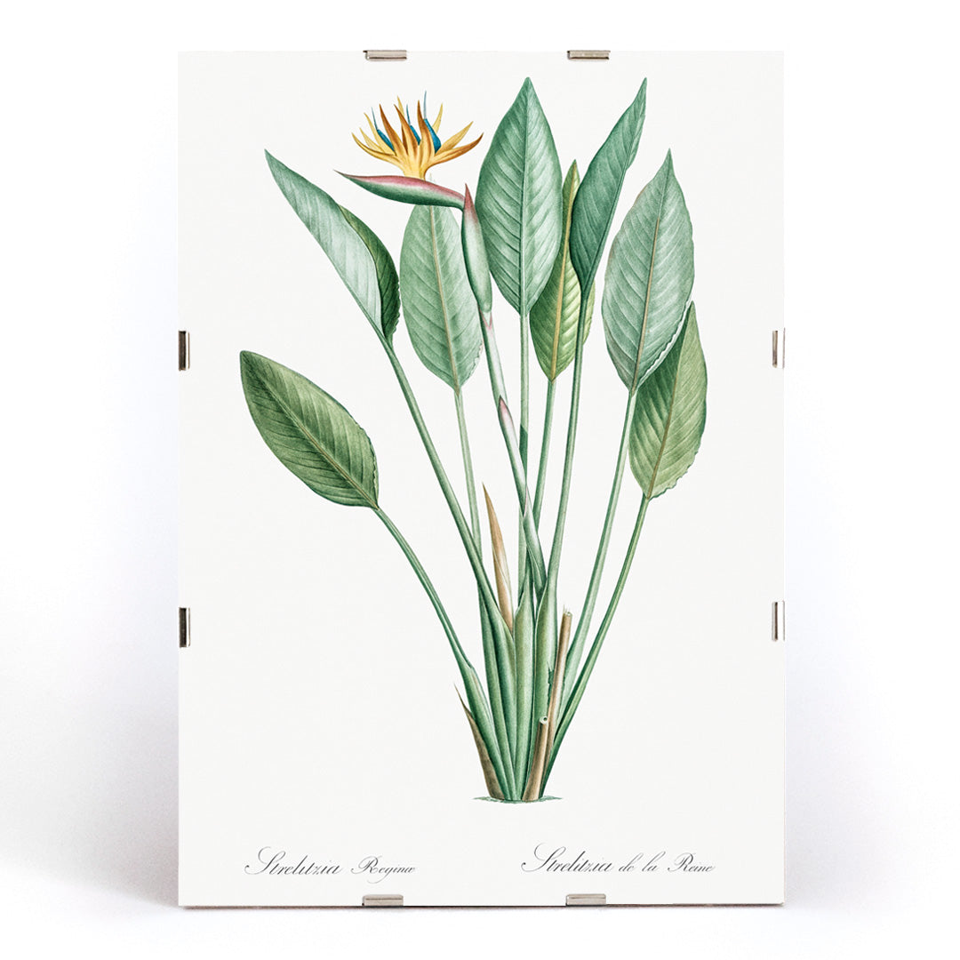 Botanical bird of paradise illustration by Pierre-Joseph Redoute from Les liliacees with green leaves poster, framed and displayed in modern living room decor