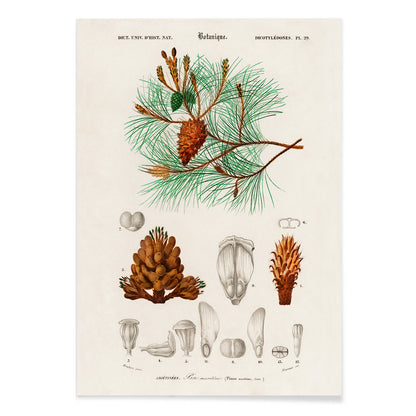 Maritime pine Pinus maritima botanical illustration by Charles Dessalines D Orbigny with detailed pine cones needles and plant parts poster artwork, with black aluminium frame on white background