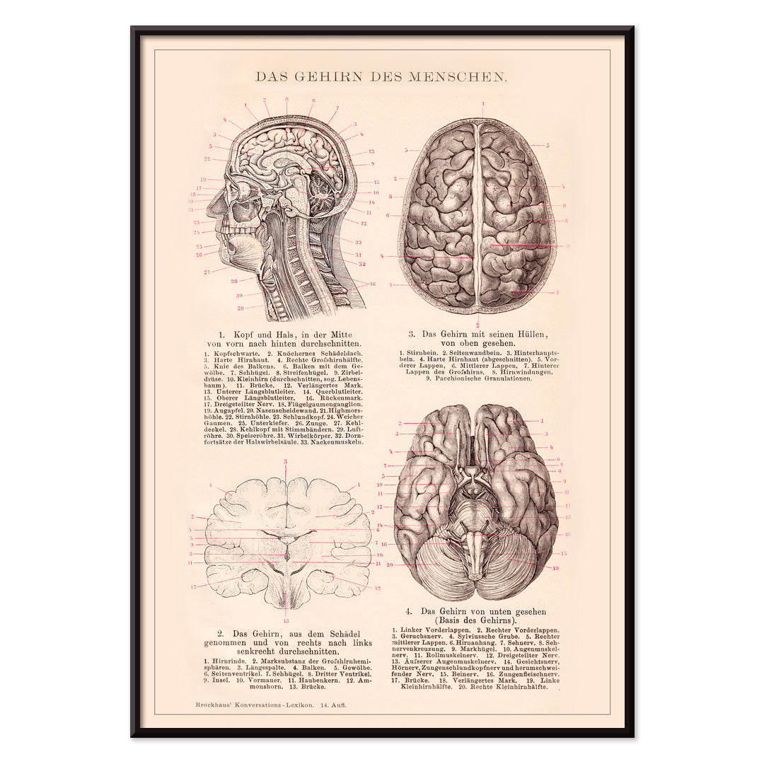 Anatomical human brain illustration artwork and educational poster titled Humain Brain by Institute of Liepzig, with black aluminium frame on white background