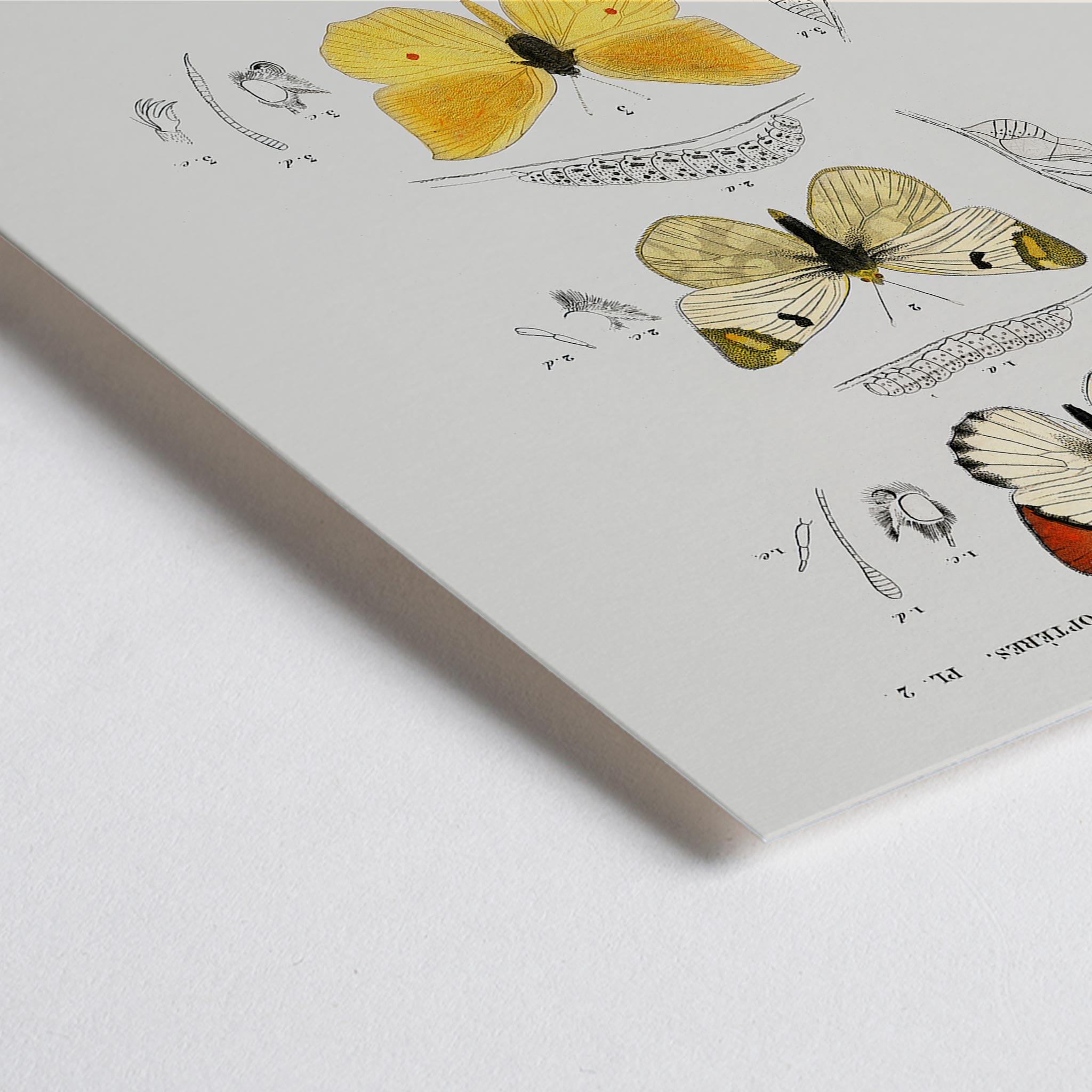 Poster | Different types of butterfly Charles D'Orbigny | MORYARTY