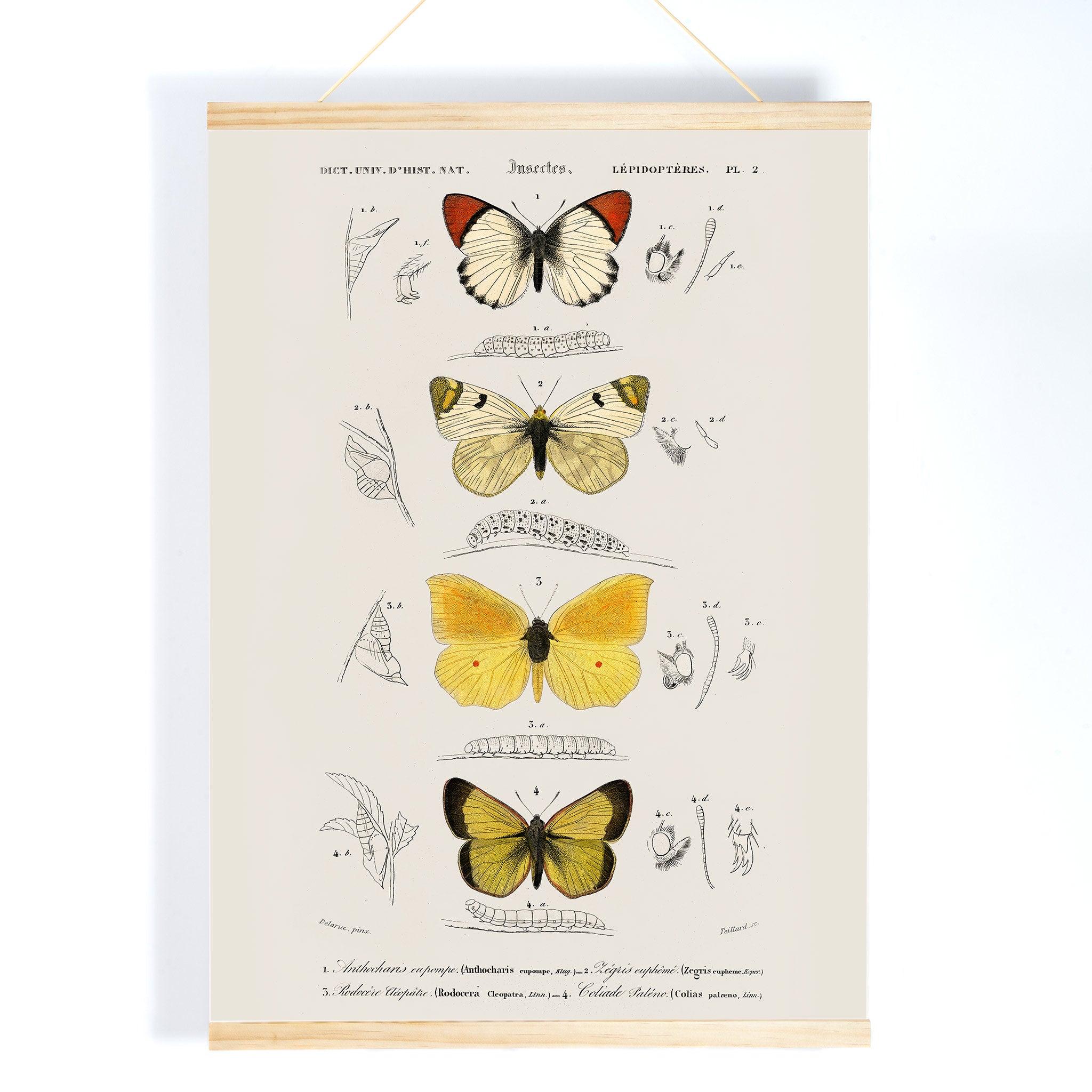 Poster | Different types of butterfly Charles D'Orbigny | MORYARTY