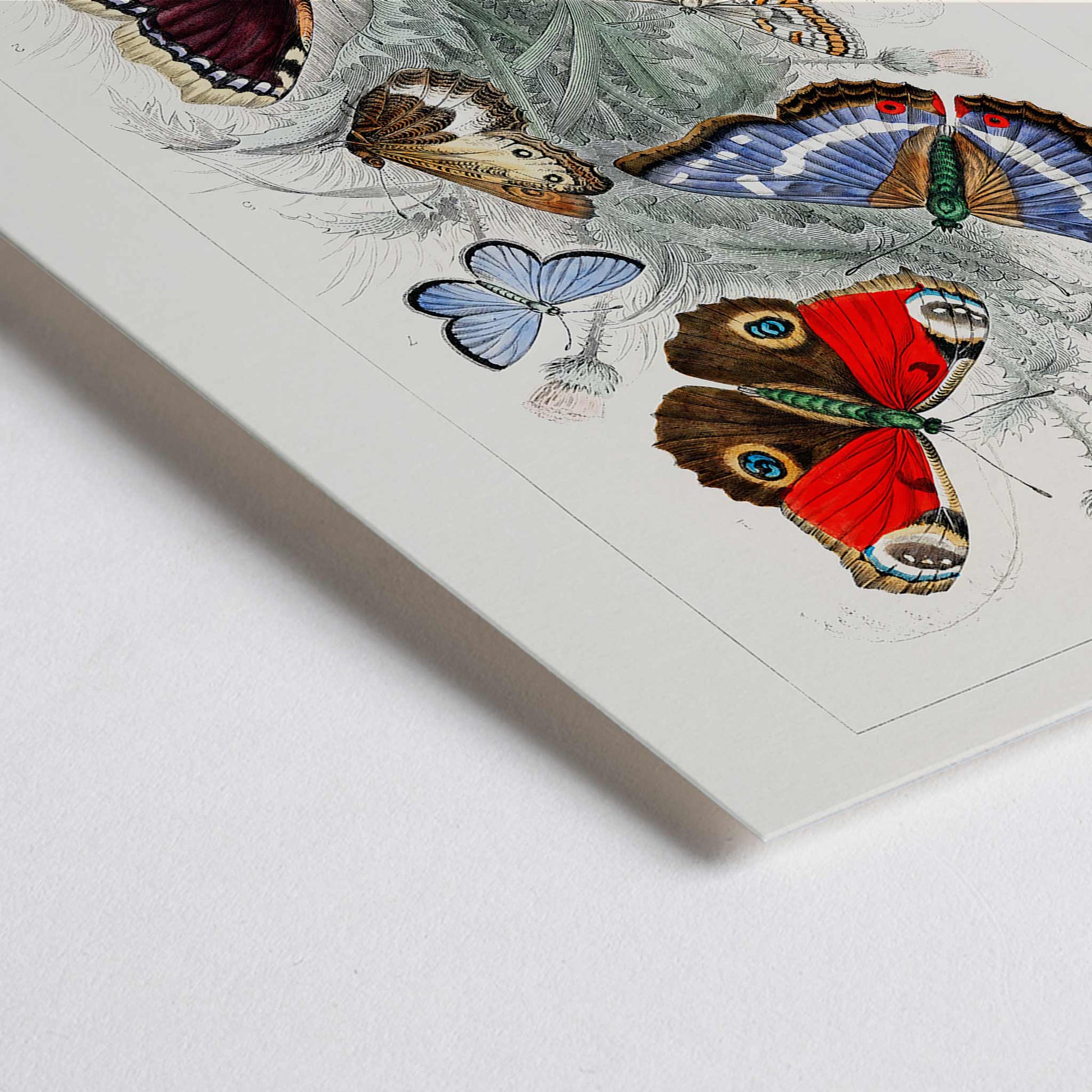 Closeup detail of Colorful butterflies including Peacock Butterfly Purple Emperor Glanville Fritillary Green Hair Streak Silver Studded Blue and more from A History of the Earth and Animated Nature by Oliver Goldsmith poster