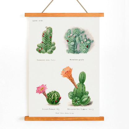 Assorted cacti illustration and poster by Familie Der Cacteen showing different cactus species with flowers, with wooden magnetic frame on white background