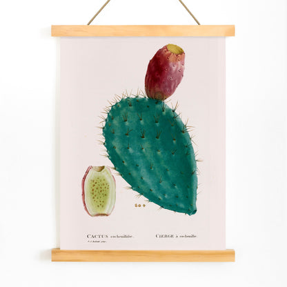 Botanical illustration poster of prickly pear cactus with fruit by PJ Redoute titled Cactus cochenillifer, with wooden magnetic frame on white background