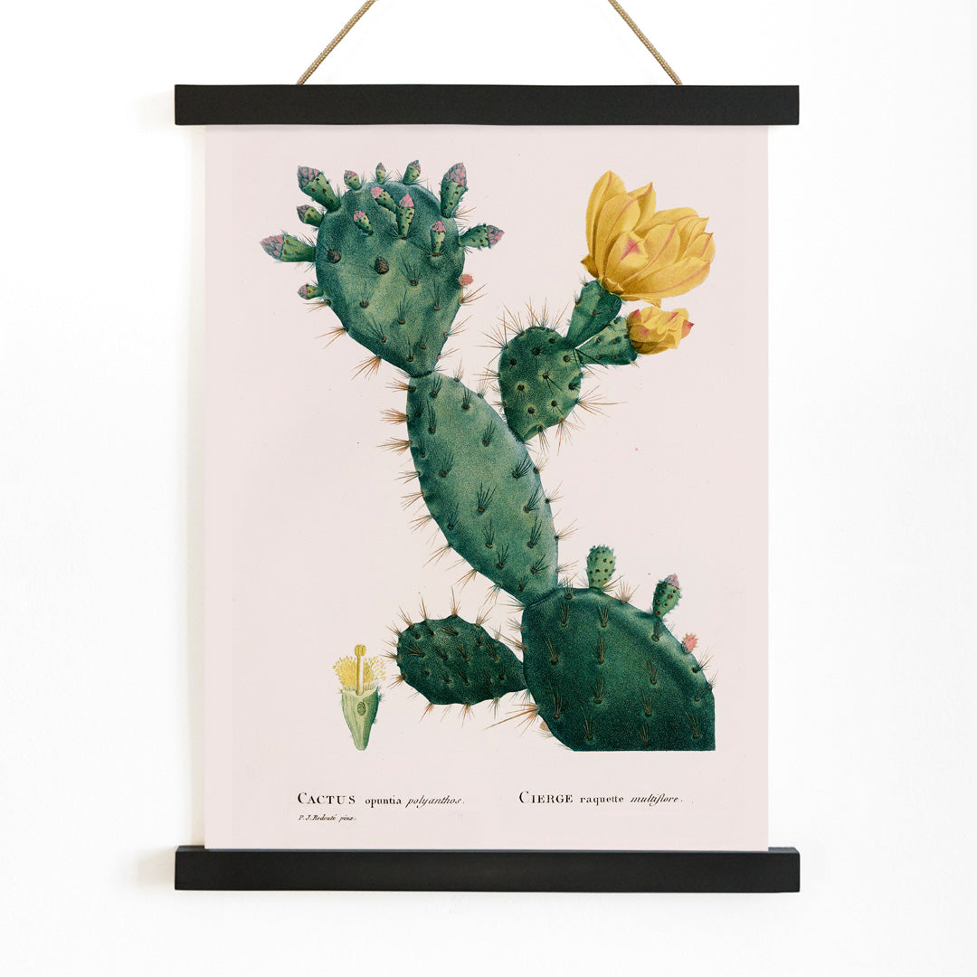 Botanical illustration and poster of green Opuntia cactus with yellow flowers artwork by Pierre-Joseph Redoute, with wooden magnetic frame on white background