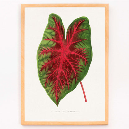 Caladium bicolor plant leaf illustration by Alexander Francis Lydon from Les Plantes a Feuillage Colore botanical poster, framed and displayed in modern living room decor