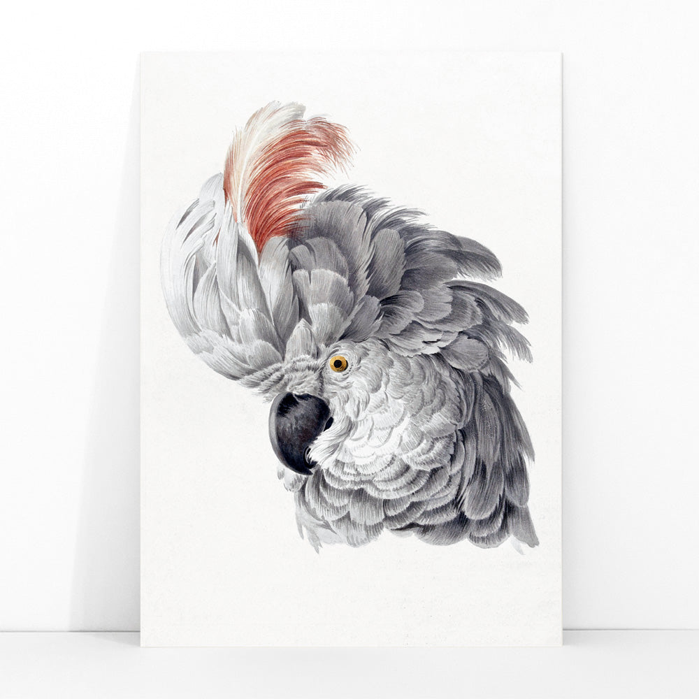 Poster with detailed illustration of a cockatoo head with vibrant plumage from Cockatoo Head artwork by Aert Schouman, framed and displayed in modern living room decor