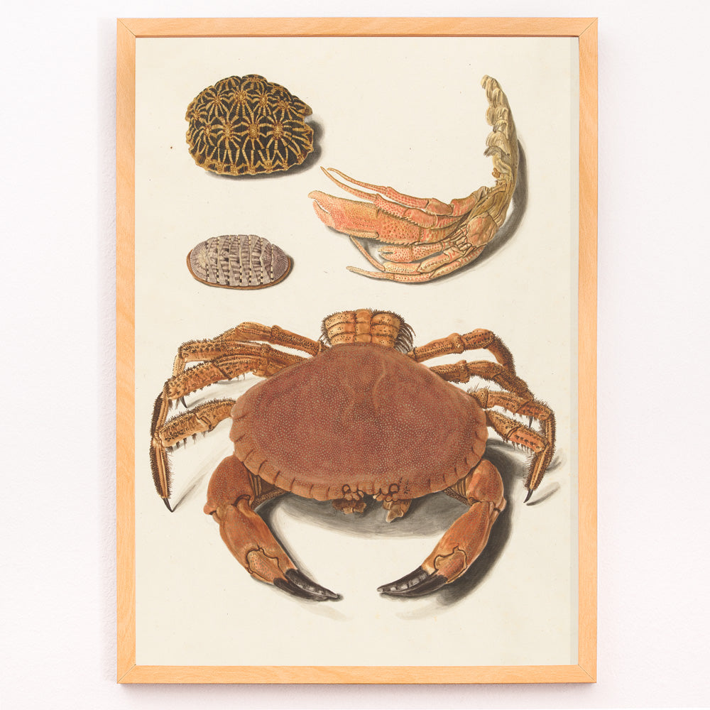 Closeup detail of Detailed illustration of crab shells and sea creatures artwork by Johann Gustav Hoch featuring various shells and claws