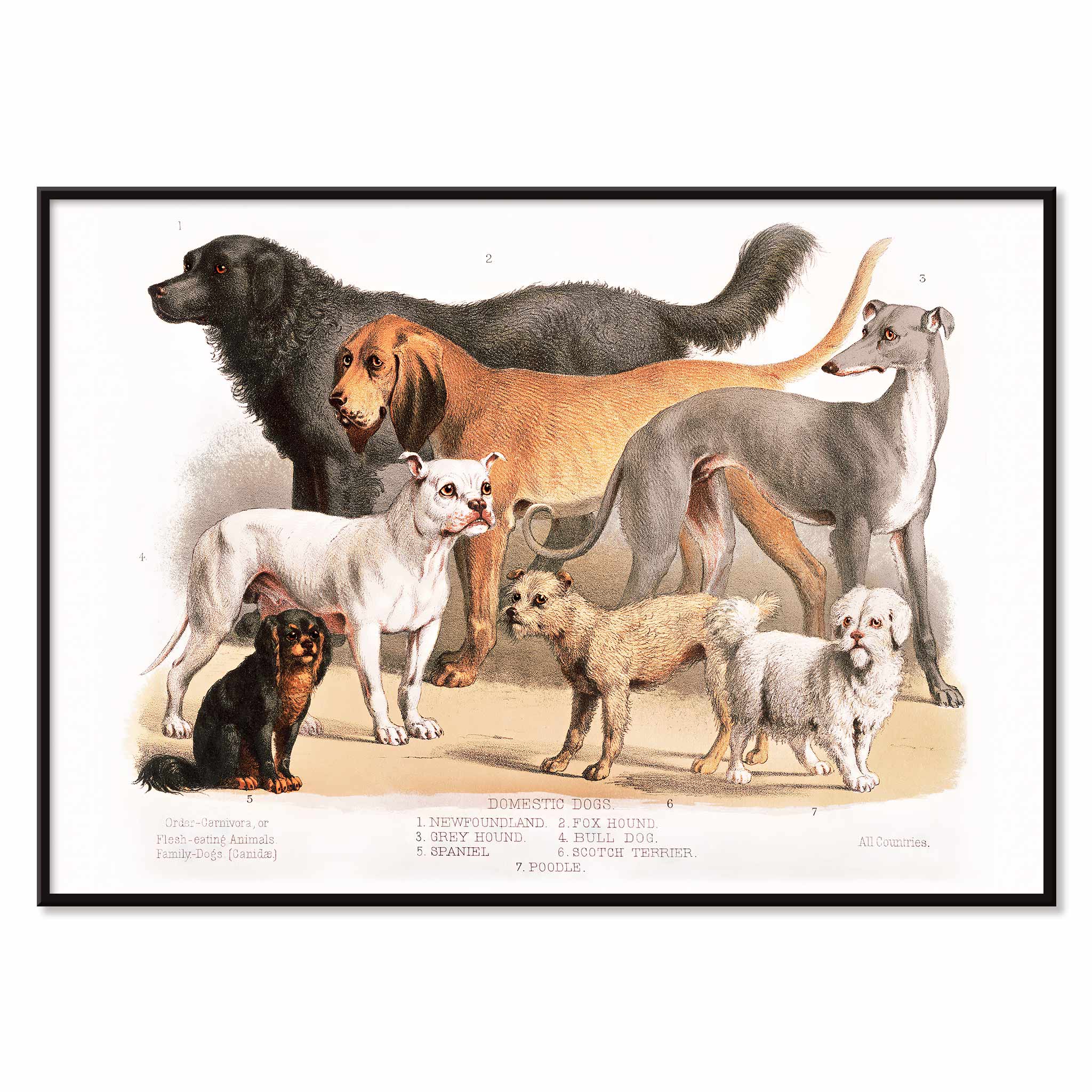 美術品・アンティーク・コレクション Family Dog Poster/W.S. ヘンリー