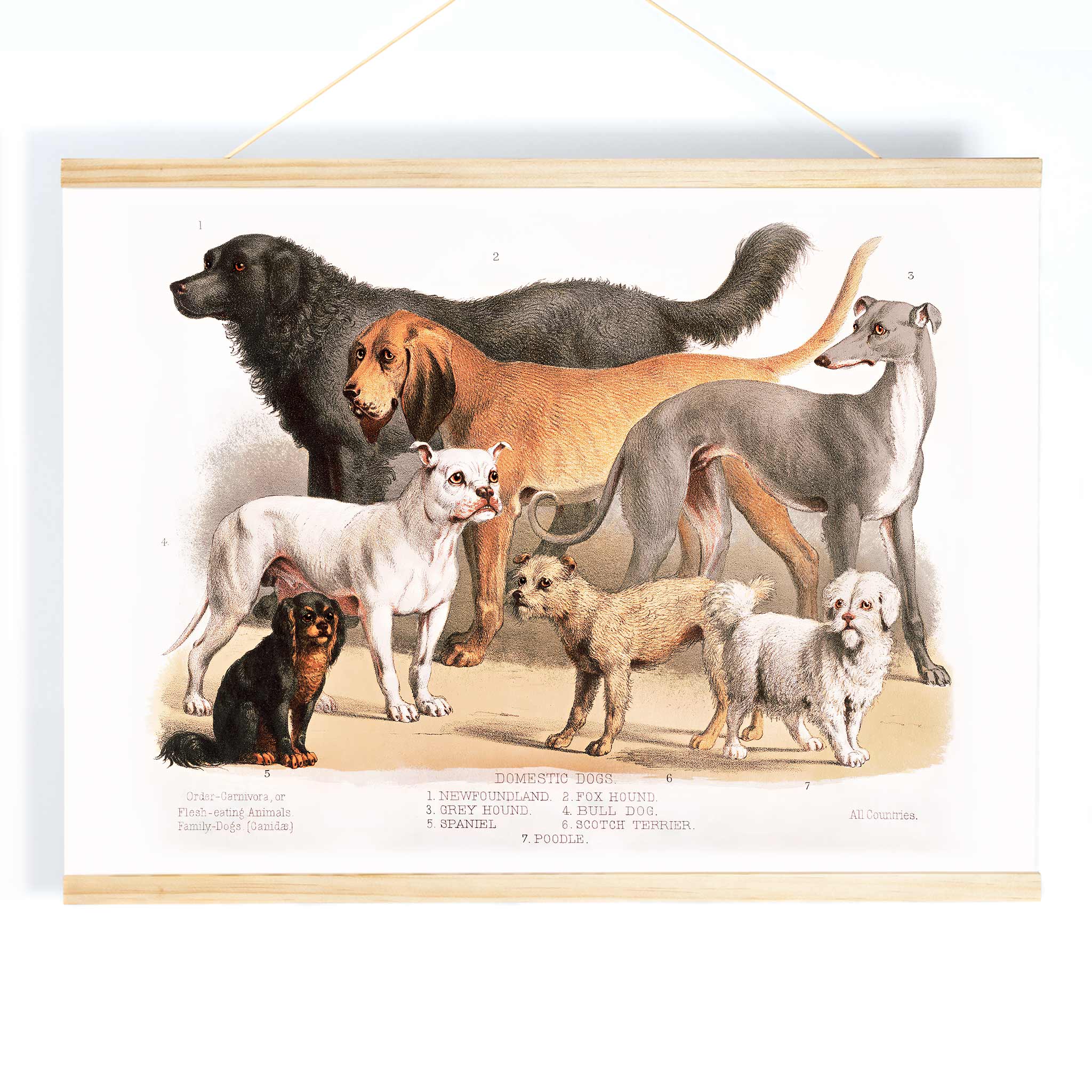 Poster | Carnivora flesh-eating animals family-dogs 1874 | MORYARTY
