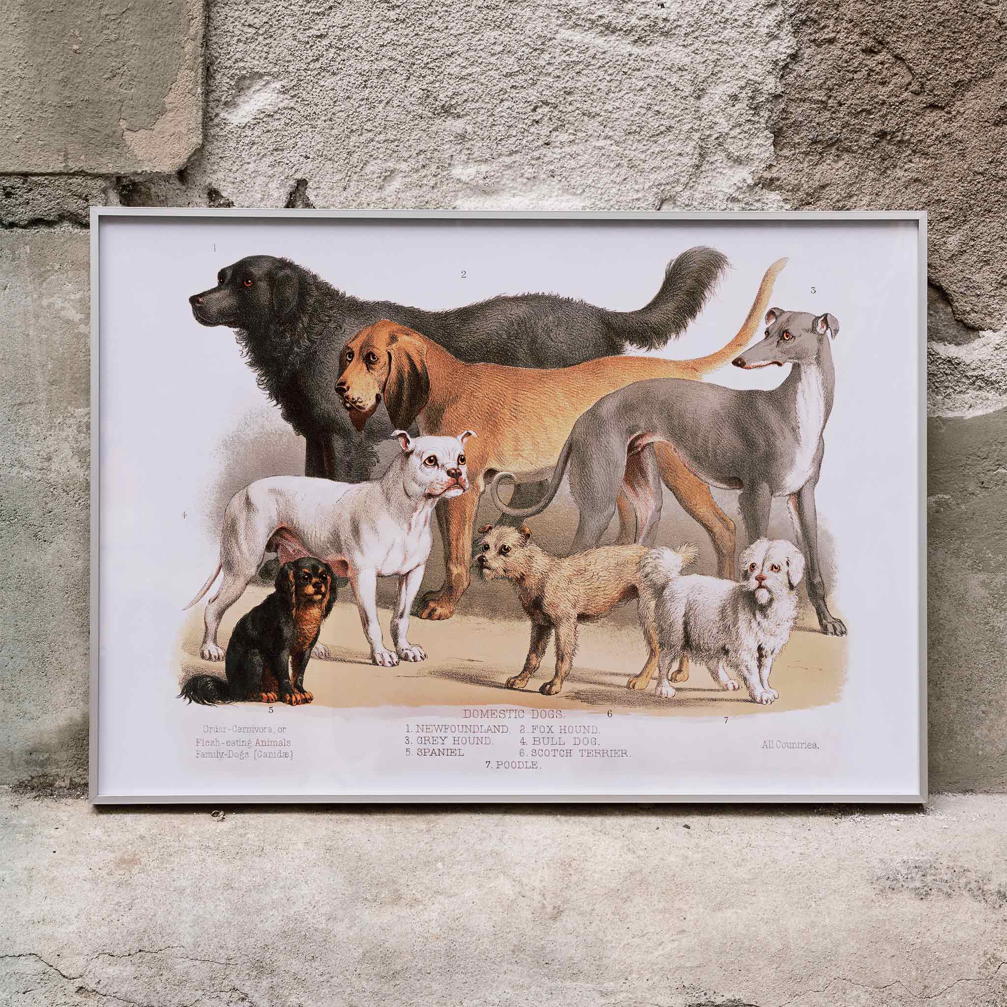 Poster | Carnivora flesh-eating animals family-dogs 1874 | MORYARTY