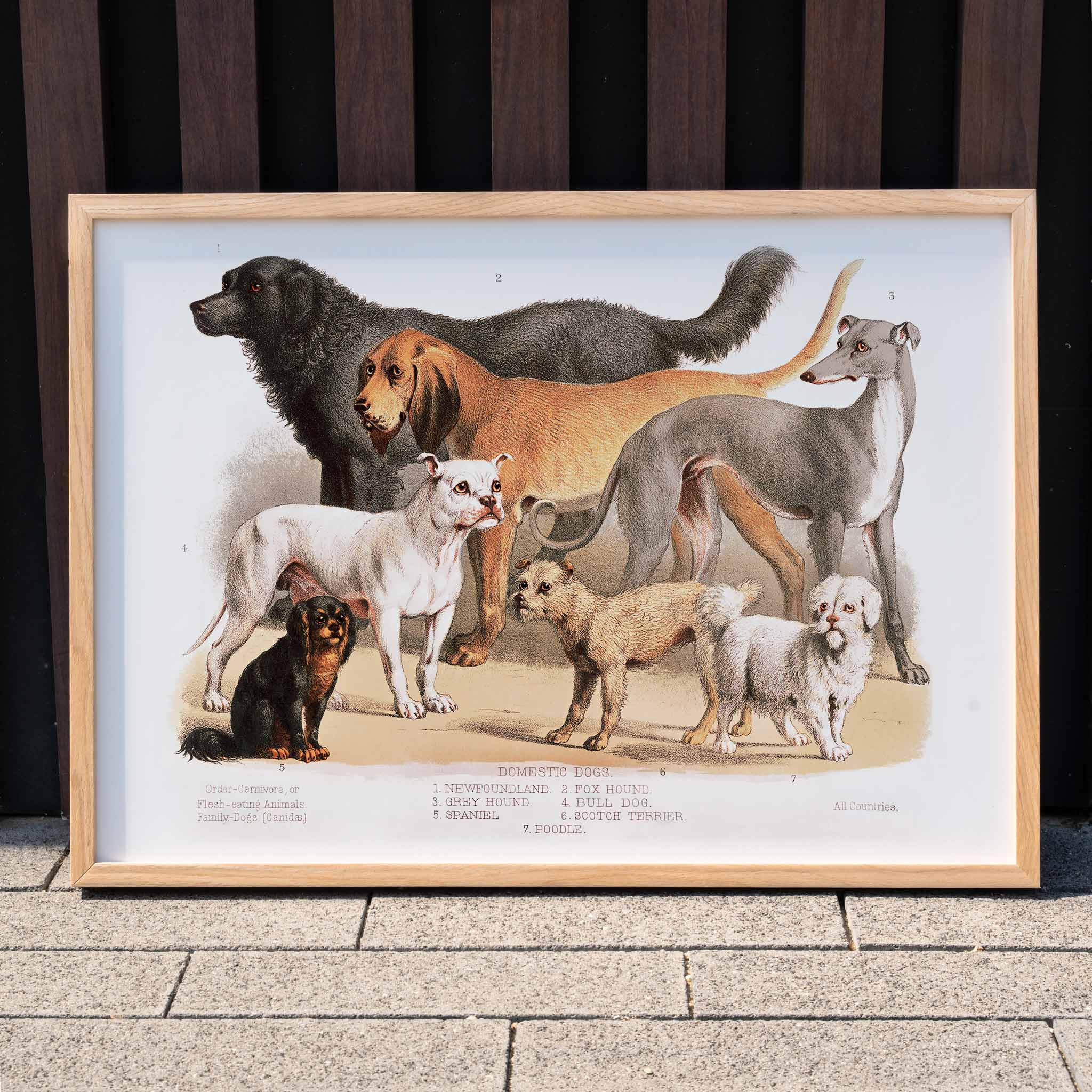 Poster | Carnivora flesh-eating animals family-dogs 1874 | MORYARTY