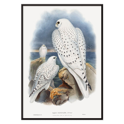Greenland Falcon artwork by John Gould showing three white falcons perched on rocky cliffs by the sea with a cloudy sky, with black aluminium frame on white background