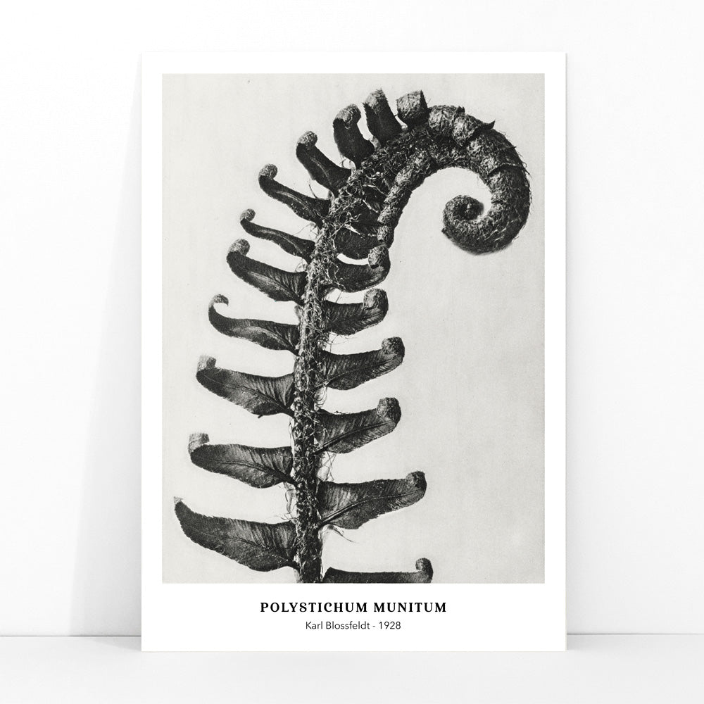 Polystichum Munitum Prickly Shield Fern leaf artwork by Karl Blossfeldt from Urformen der Kunst black and white close up and enlarged poster, framed and displayed in modern living room decor