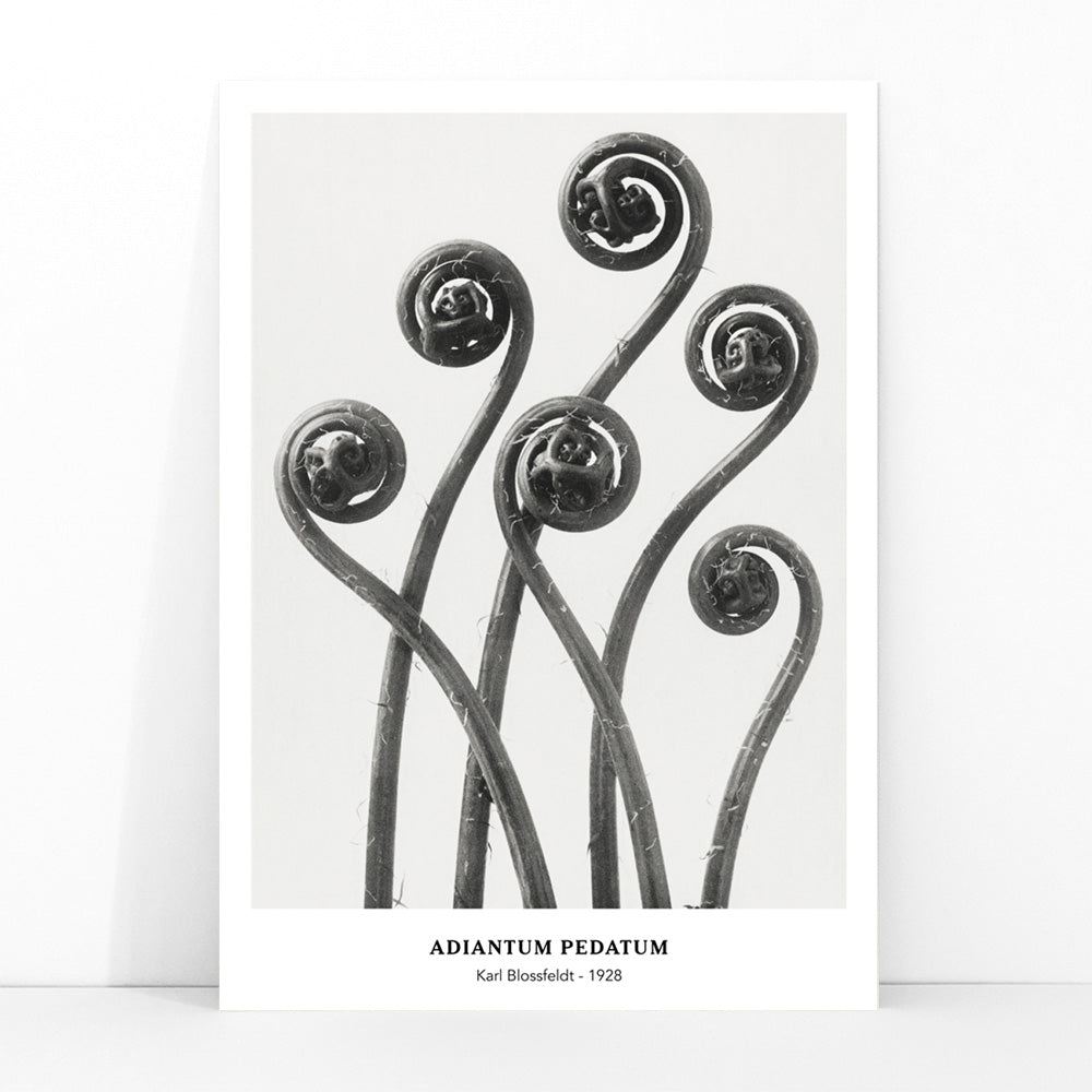 Close up and poster of young curled Adiantum pedatum American Maidenhair Fern fronds by Karl Blossfeldt from Urformen der Kunst artwork, framed and displayed in modern living room decor