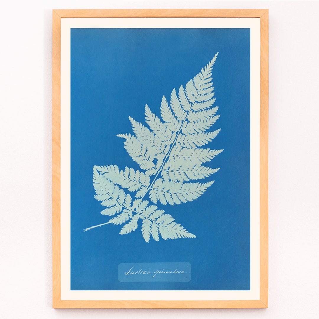 Botanical cyanotype artwork and framed poster of Lastrea Spinulosa by Anna Atkins featuring a detailed fern leaf on a deep blue background, framed and displayed in modern living room decor