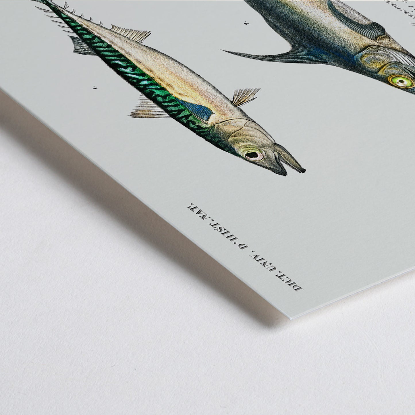 Closeup detail of Illustration and poster of various fish species with scientific names from Different types of fishes by Charles Dessalines D Orbigny