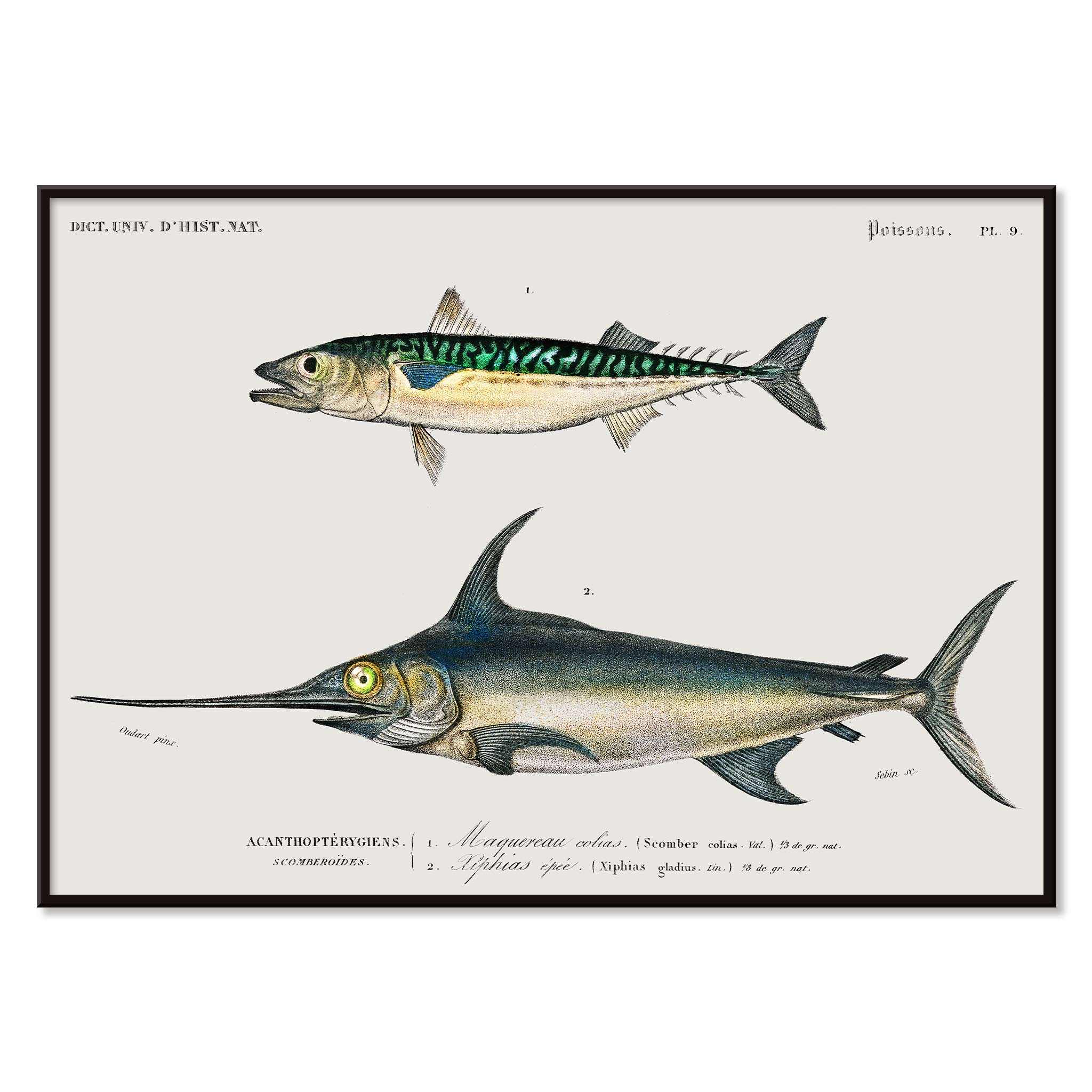 Poster | Different types of fishes by Charles D'Orbigny 1868