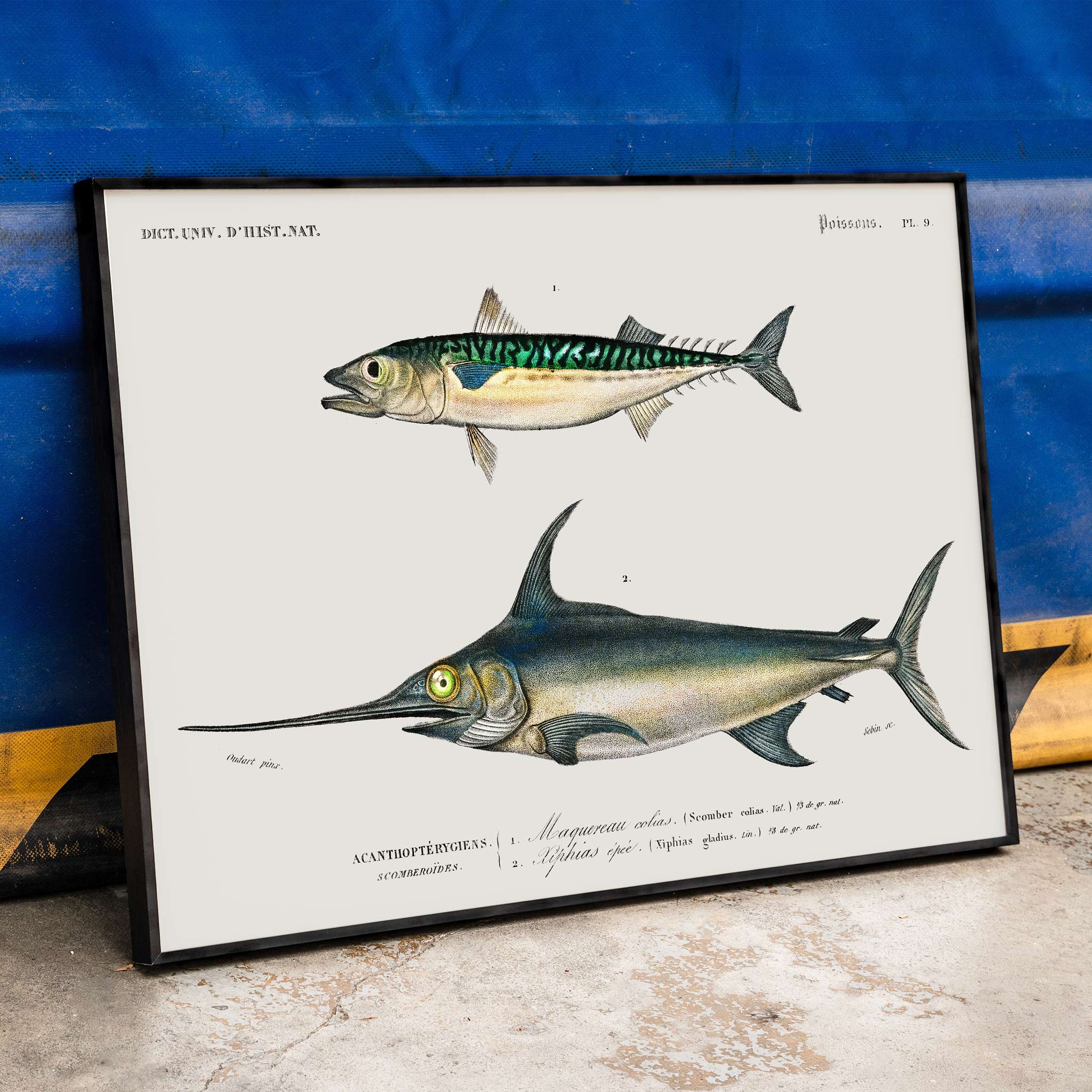 Poster | Different types of fishes by Charles D'Orbigny 1868