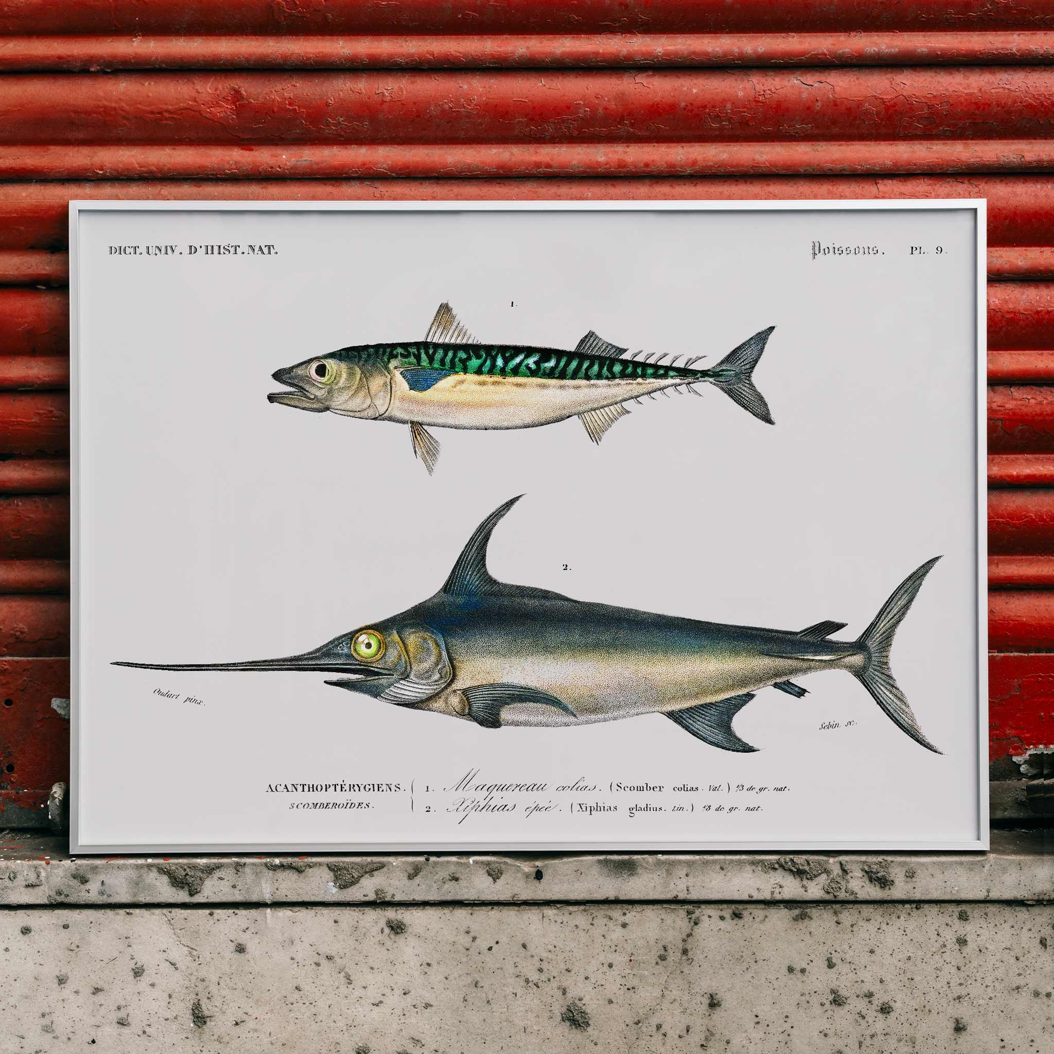Poster | Different types of fishes by Charles D'Orbigny 1868