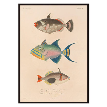 Colorful fish illustrations poster by Louis-Isidore Duperrey from Voyage autour du monde Pl 016, with black aluminium frame on white background