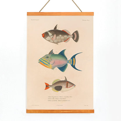 Colorful fish illustrations poster by Louis-Isidore Duperrey from Voyage autour du monde Pl 016, with wooden magnetic frame on white background