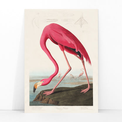 Pink flamingo standing and feeding in natural landscape from Birds of America by John James Audubon etched by Robert Havell poster, framed and displayed in modern living room decor