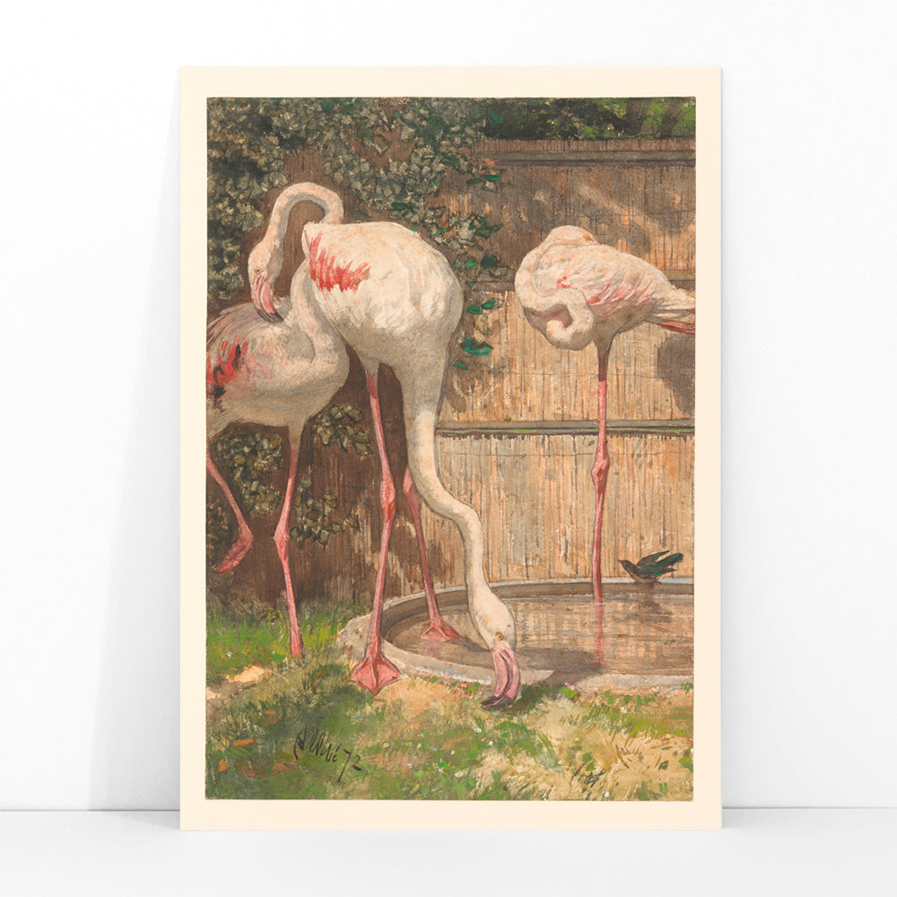 Three flamingos standing and drinking near a basin in a garden artwork by August Allebé titled Three Flamingos near a Basin poster, framed and displayed in modern living room decor
