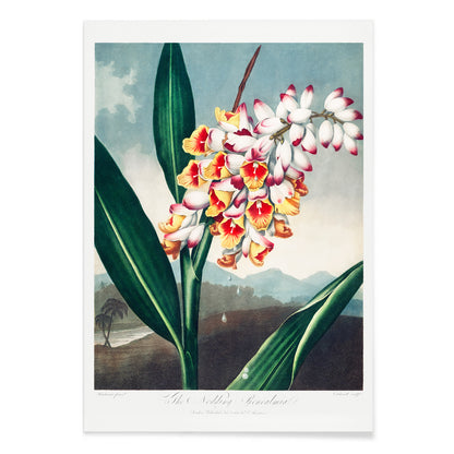 Botanical illustration and poster of The Nodding Renealmia by Robert John Thornton from The Temple of Flora with lush green leaves, with black aluminium frame on white background
