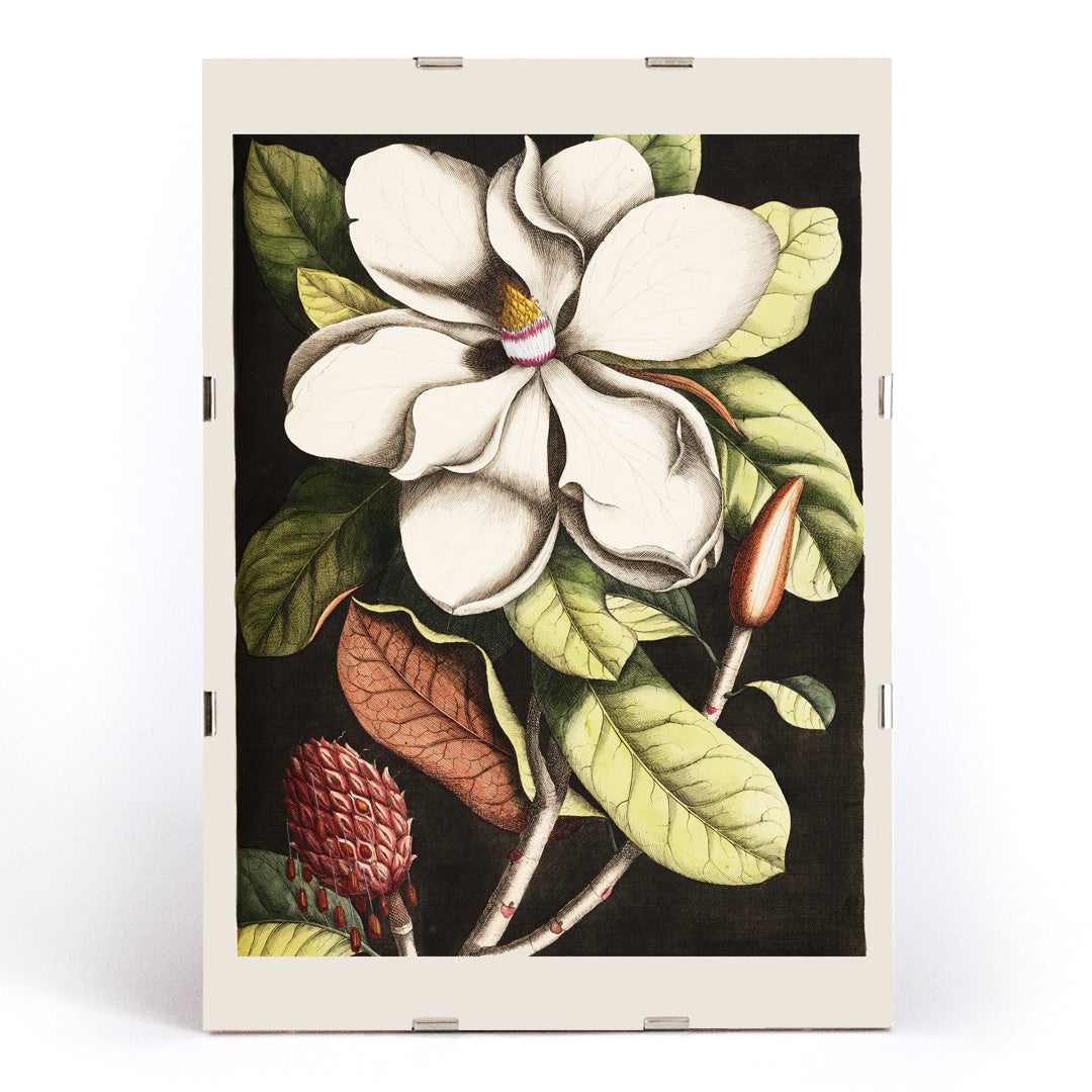 Botanical illustration and poster of Laurel Tree Magnolia altissima with white flower and green leaves by Mark Catesby for wall decor, framed and displayed in modern living room decor
