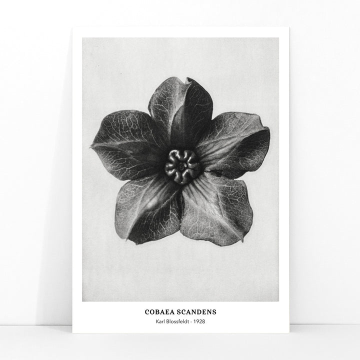 Black and white close up photograph and poster of Cobea scandens Mexican Ivy flower calyx by Karl Blossfeldt Urformen der Kunst, framed and displayed in modern living room decor