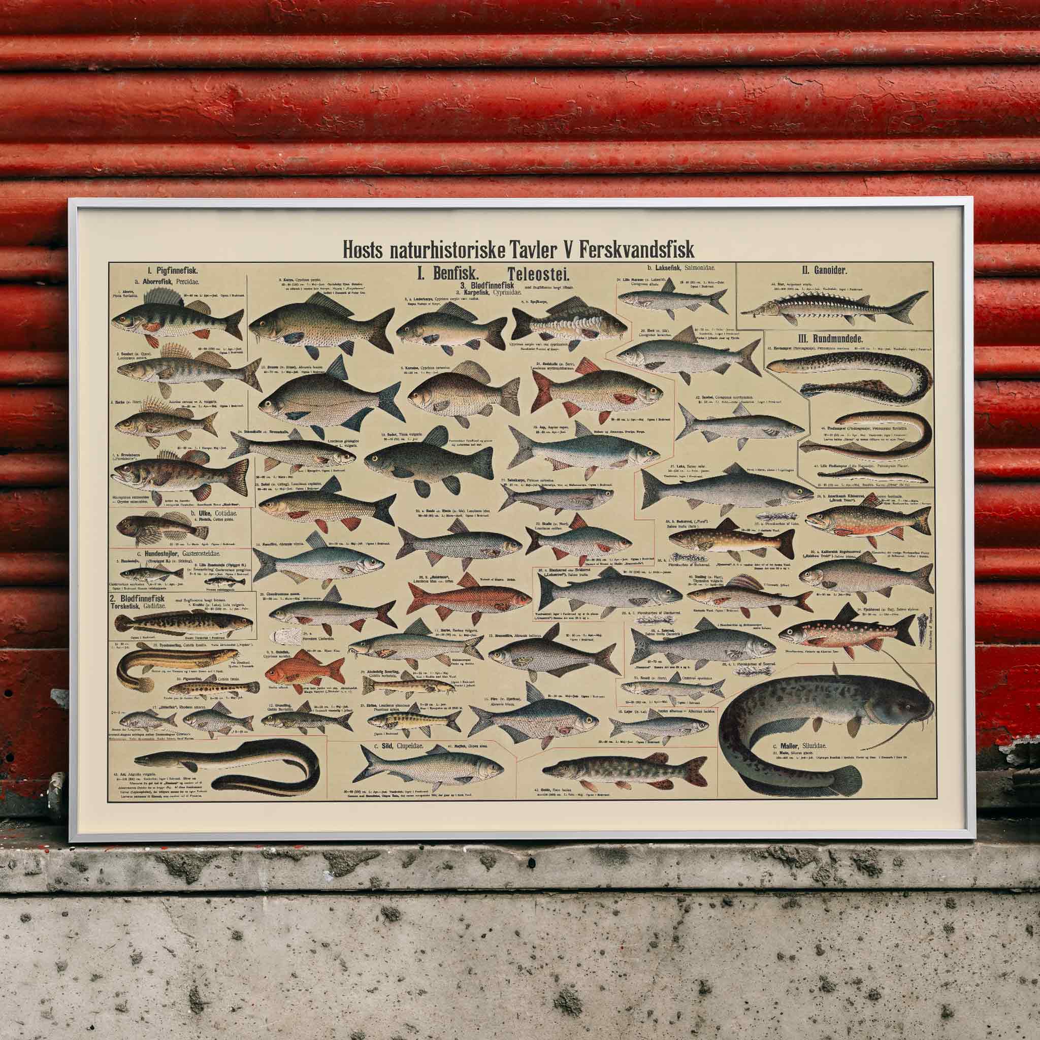 Poster | Freshwater Fish Chart 1935 | MORYARTY