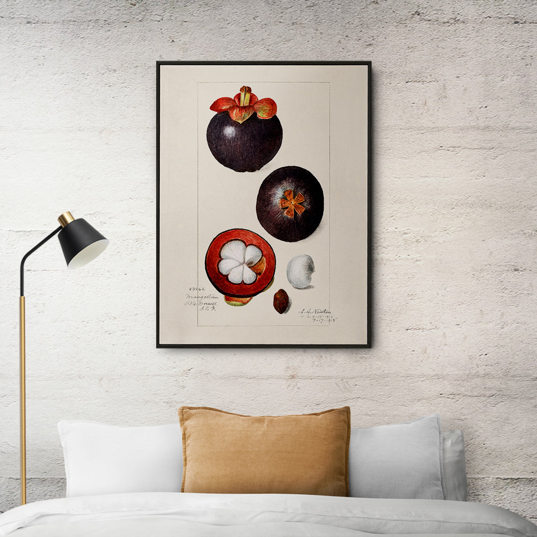 Botanical illustration poster of mangosteen fruit by Amanda Almira Newton titled Mangosteens Garcinia Mangostana botanical artwork, framed and displayed in home decor
