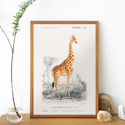 Vintage wildlife illustration of Giraffe Giraffa camelopardalis by Charles Dessalines D Orbigny in natural landscape poster, framed and displayed in home decor