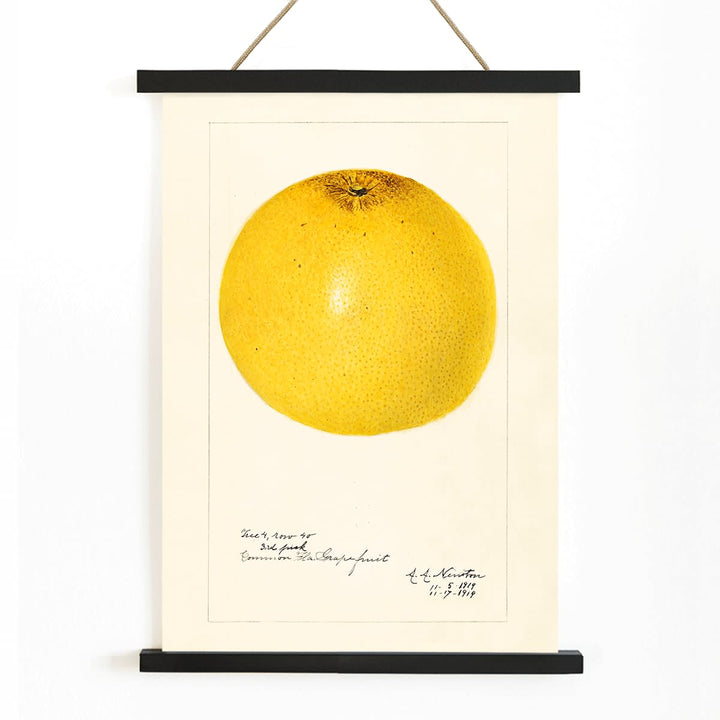 Detailed illustration and poster of grapefruit Citrus paradisi by Amanda Almira Newton, with wooden magnetic frame on white background