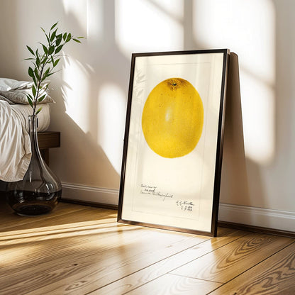 Detailed illustration and poster of grapefruit Citrus paradisi by Amanda Almira Newton, framed and displayed in modern living room decor