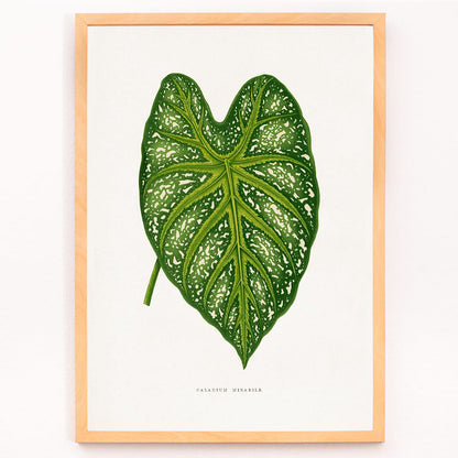 Green Caladium Mirabile botanical illustration poster by Benjamin Fawsett from Les Plantes a Feuillage Colore, framed and displayed in modern living room decor