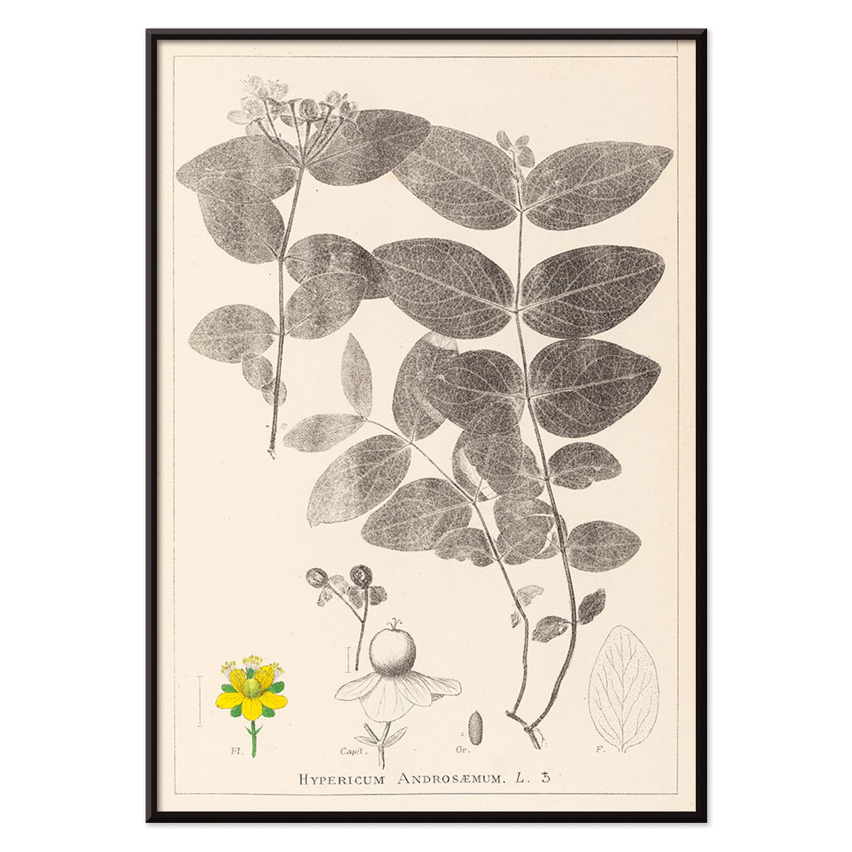 Botanical illustration poster of Hypericum Androsaemum by Louis Antoine Cusin from Herbier de la Flore Francaise Plate 117, with black aluminium frame on white background