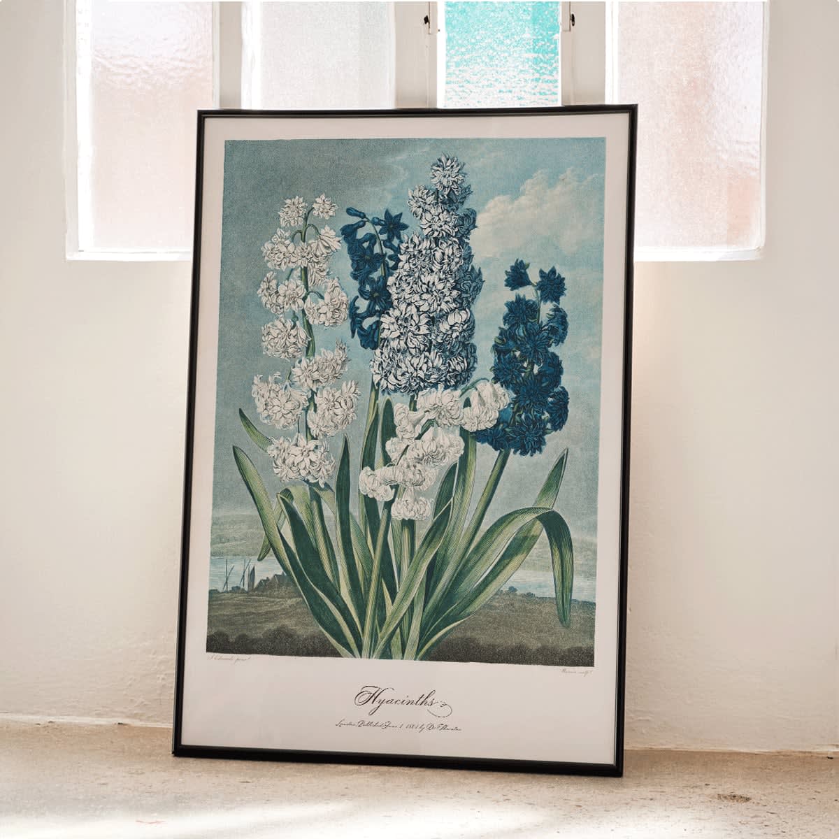 Colorful hyacinths illustration by Robert John Thornton from The Temple of Flora artwork showing various blooming flowers, framed and displayed in modern living room decor