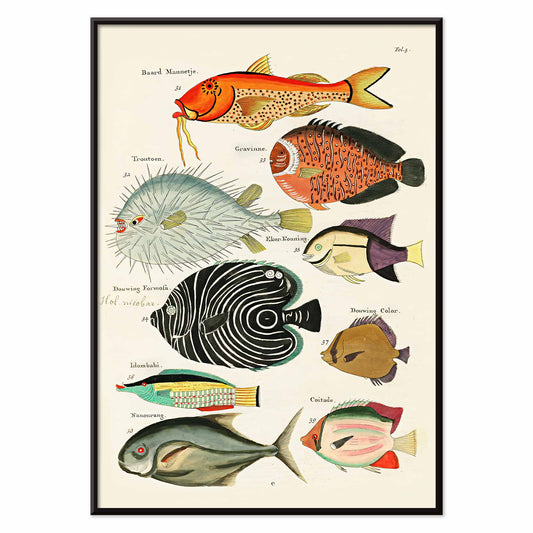 Colourful surreal fish illustrations by Louis Renard from Histoire naturelle des plus rares curiosites de la mer des Indes vibrant poster art for home decor, with black aluminium frame on white background