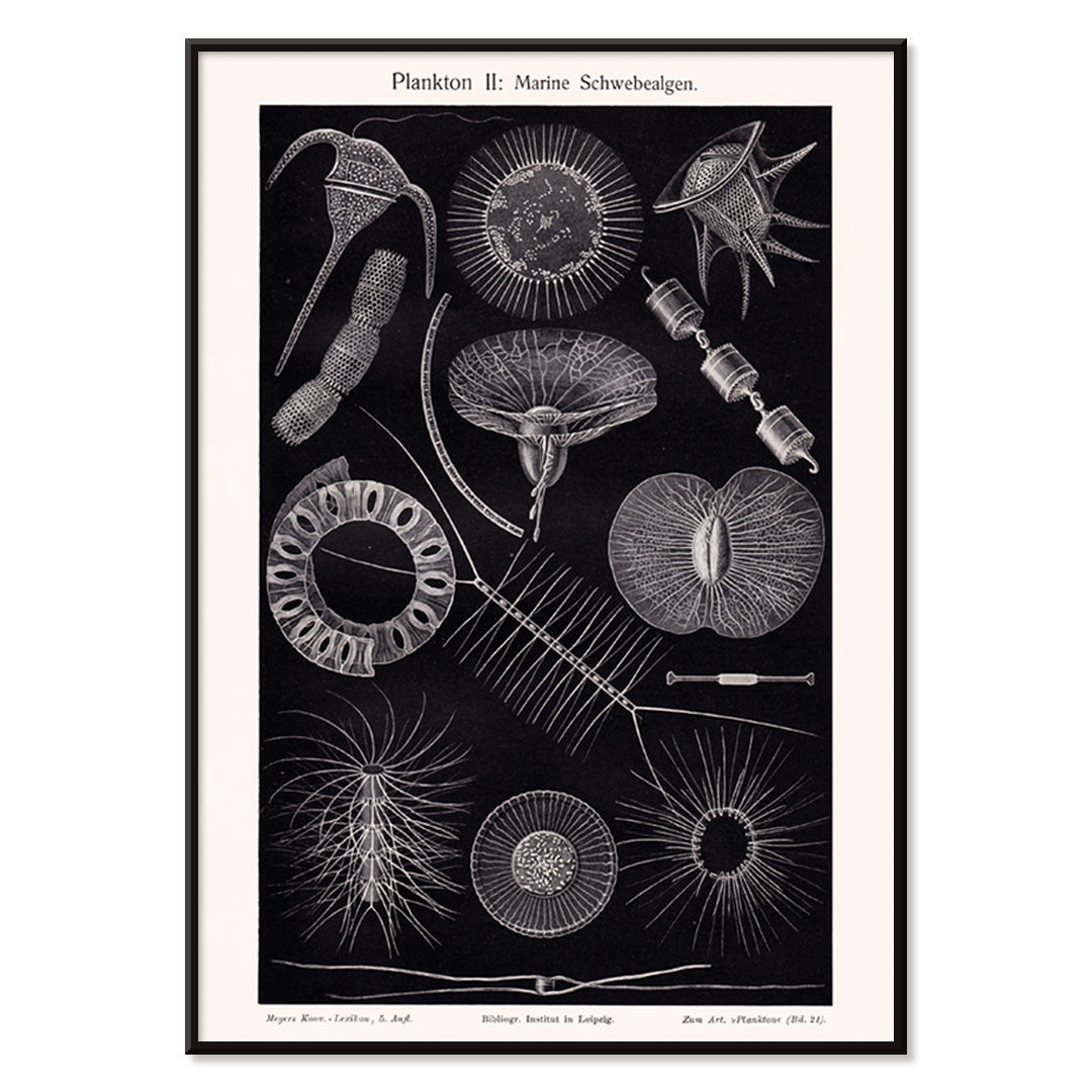 Poster | Plankton I Marine Floating Algae Institute Liepzig | MORYARTY