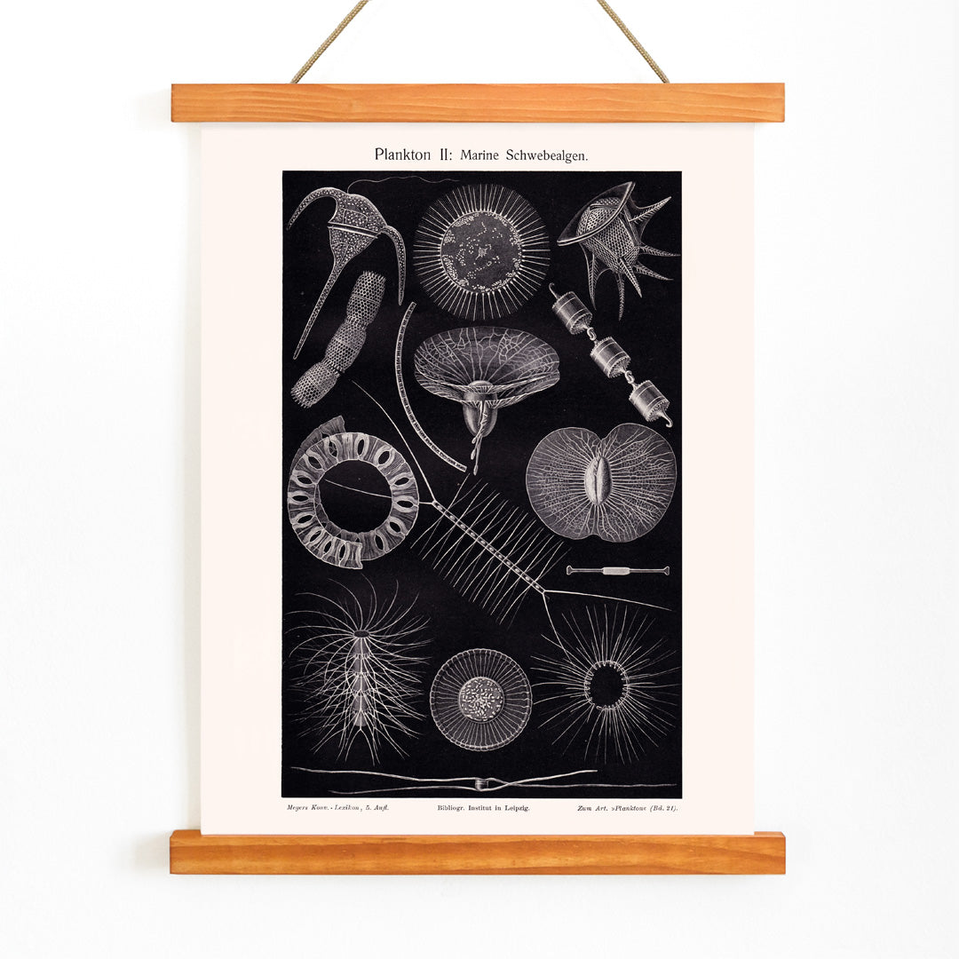 Poster | Plankton I Marine Floating Algae Institute Liepzig | MORYARTY