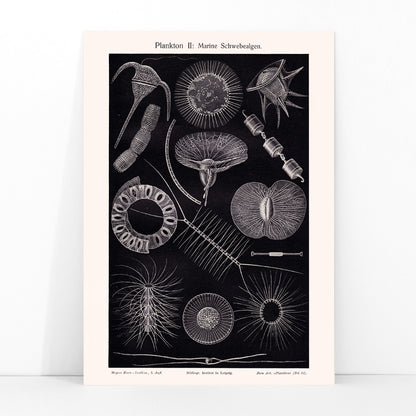 Detailed scientific illustration poster of marine floating algae plankton from Plankton I Marine Floating Algae by Institute of Liepzig, framed and displayed in modern living room decor