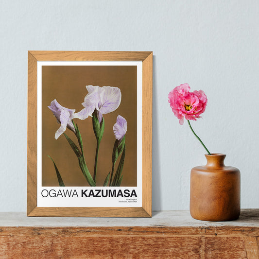 Hand colored illustration and poster of purple Iris Kaempferi flowers by Kazumasa Ogawa from Some Japanese Flowers, framed and displayed in home decor