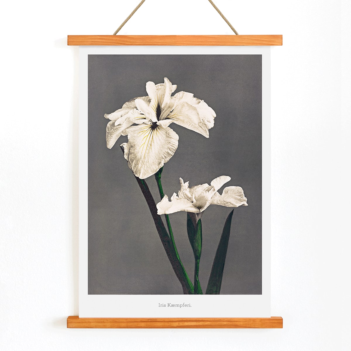 Poster | Iris Kæmpferi by Kazumasa Ogawa Art | MORYARTY