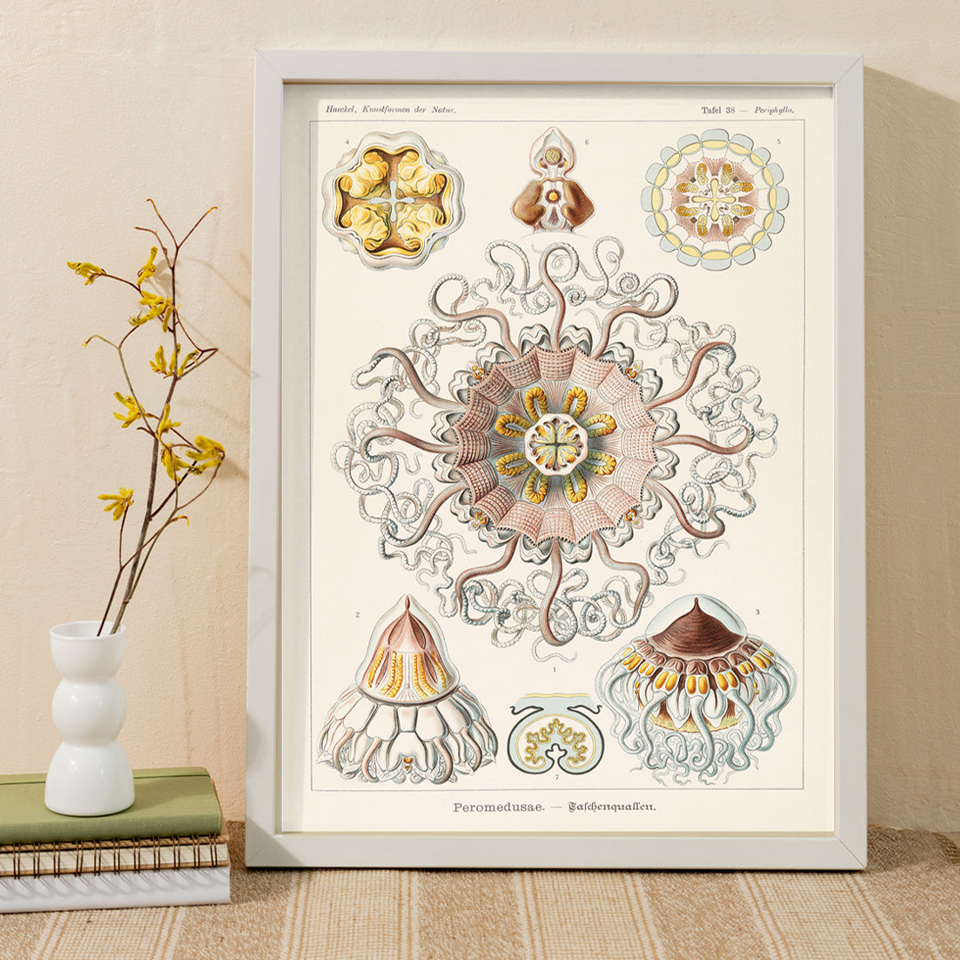 Scientific illustration poster of Peromedusae jellyfish marine life by Ernst Haeckel with intricate artistic and scientific detail, framed and displayed in home decor