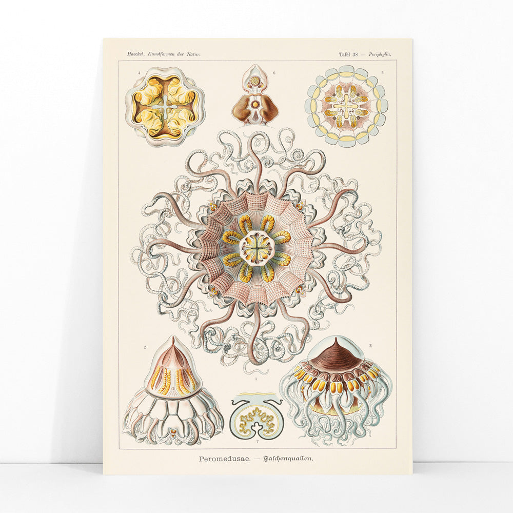 Scientific illustration poster of Peromedusae jellyfish marine life by Ernst Haeckel with intricate artistic and scientific detail, framed and displayed in modern living room decor