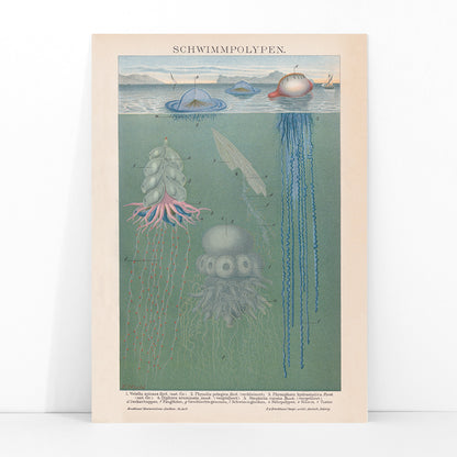 Scientific illustration and poster of marine polyps and jellyfish titled Swimming Polyps by The Institute Of Liepzig wall decor, framed and displayed in modern living room decor